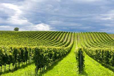 Route des vins Champagne - Vinotrip